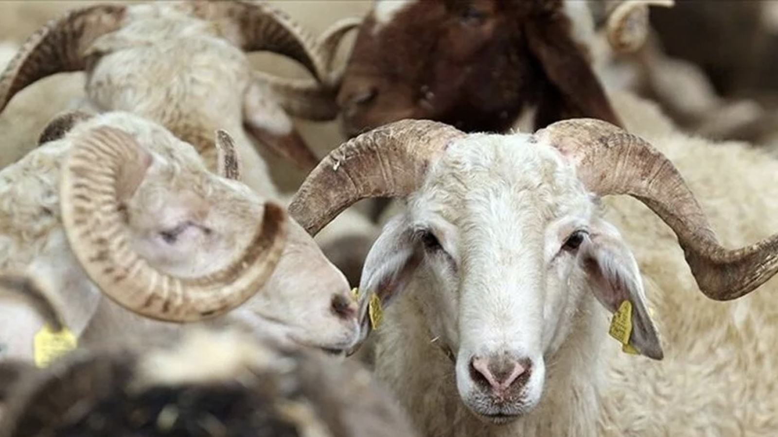 tigem 3 bin 200 reforme kucukbas hayvan satacak EGrd4QOS