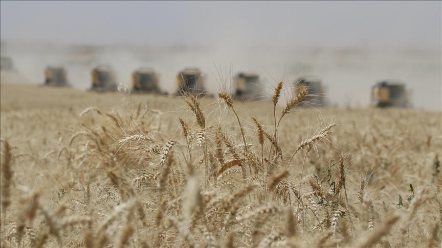 guneydogu anadoludan 26 milyar dolarlik hububat ihracati M6lpPEw6.jpg