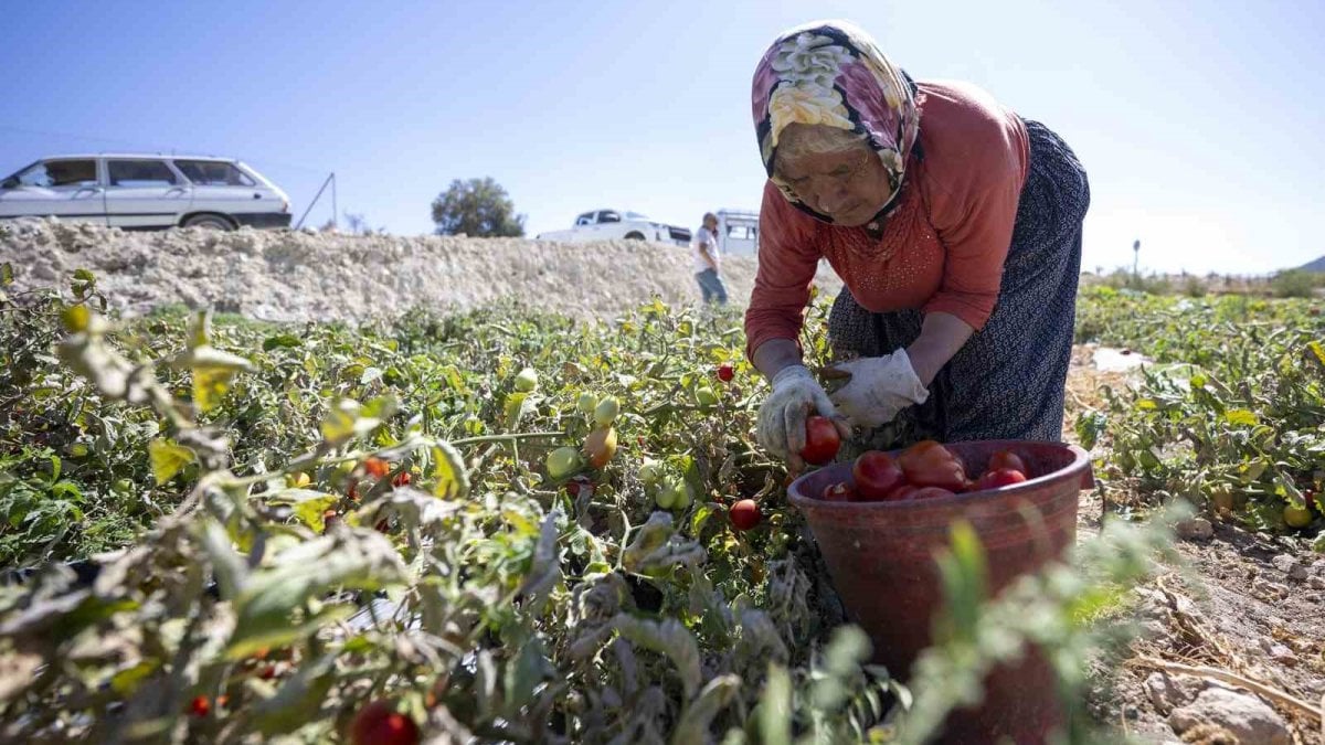 ureticiye yuzde 70 hibe destegi dQhNU11a