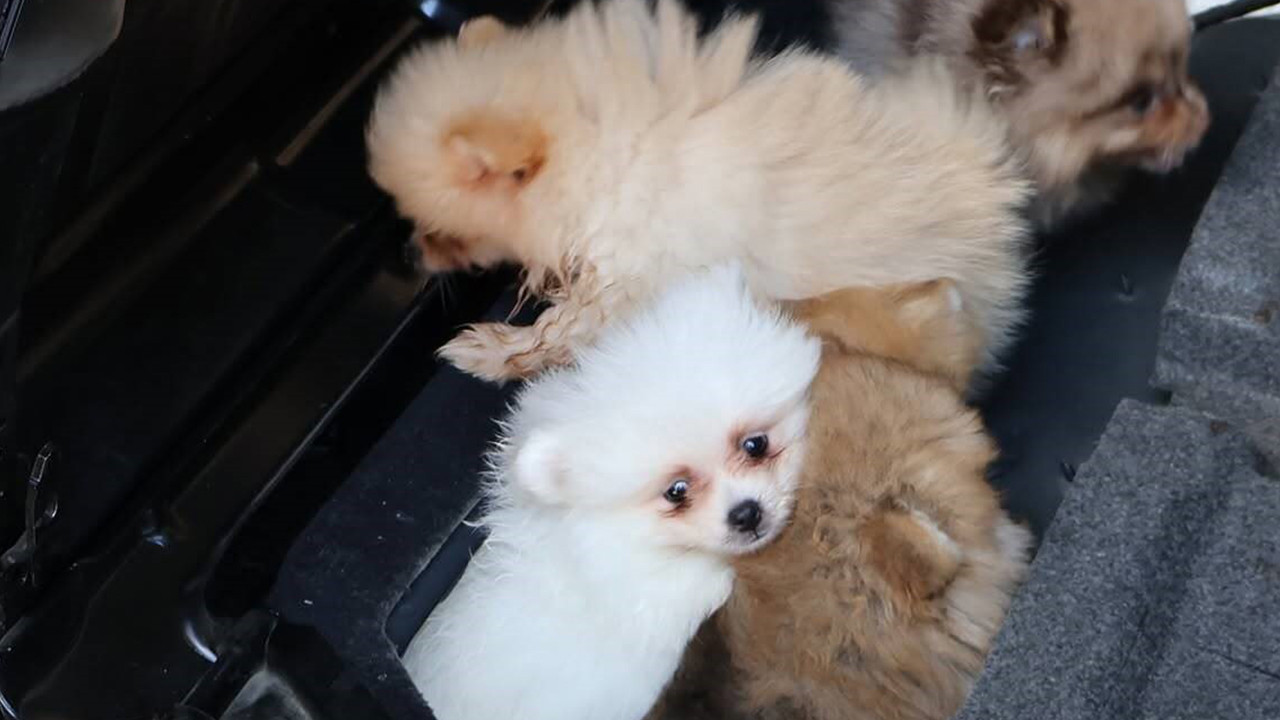 Haber gorseli